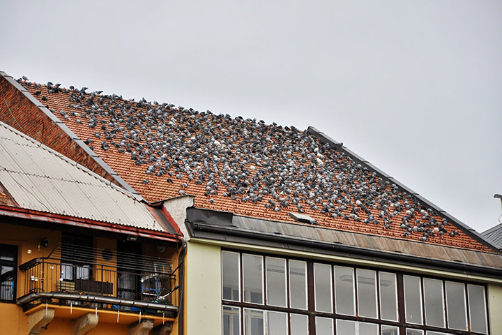A2B Pest Control are able to install spikes to deter birds from roofs in Southampton. 