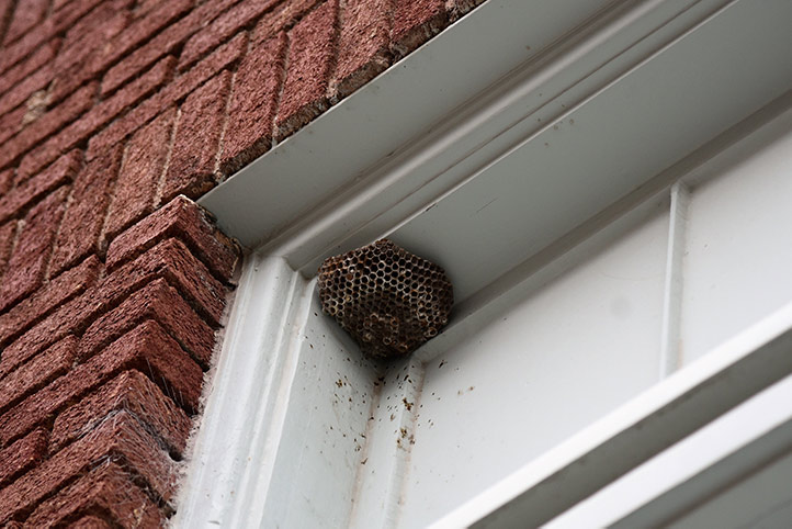 We provide a wasp nest removal service for domestic and commercial properties in Southampton.
